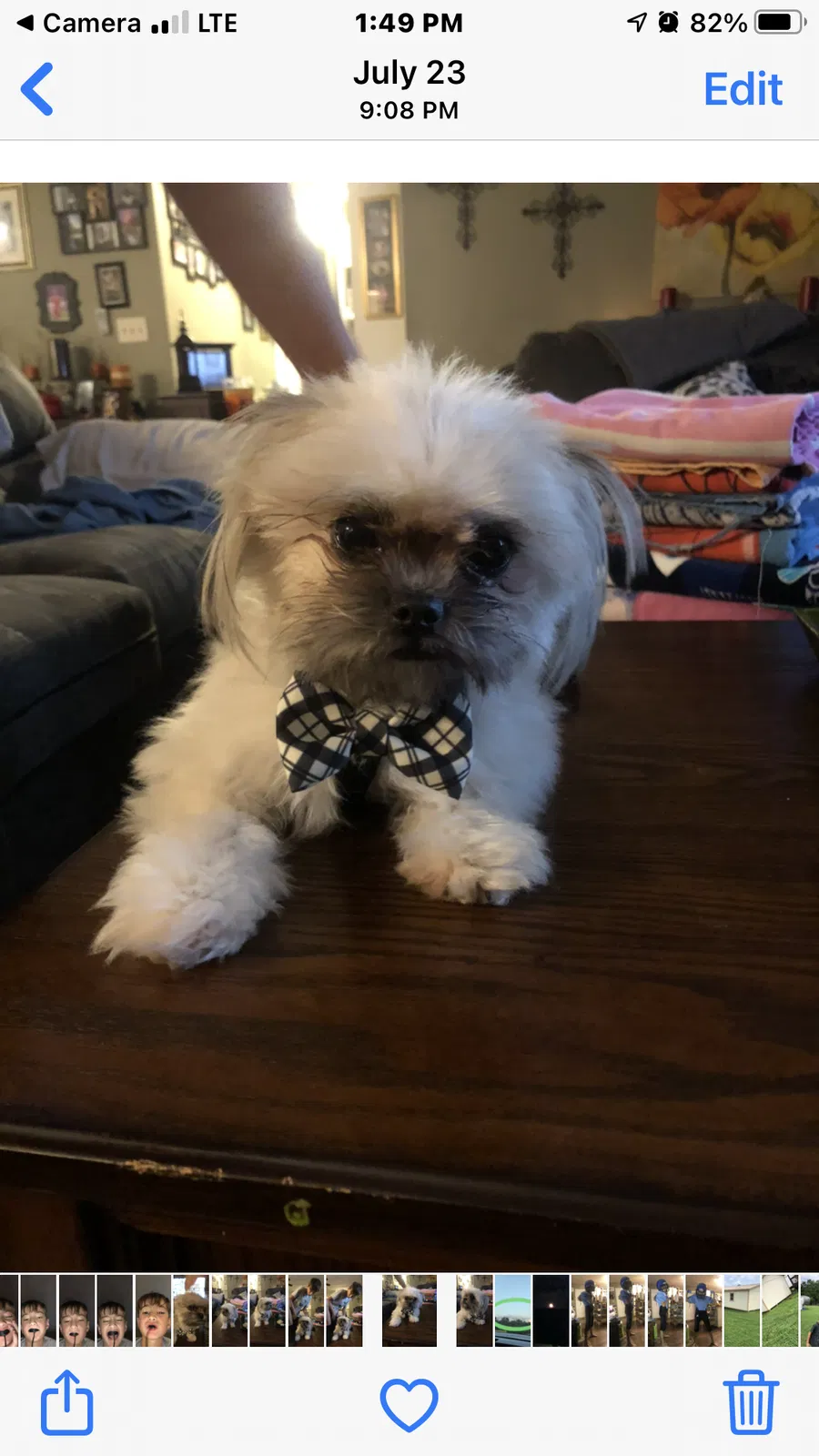 Lost dog in Hayden, AL, 35079