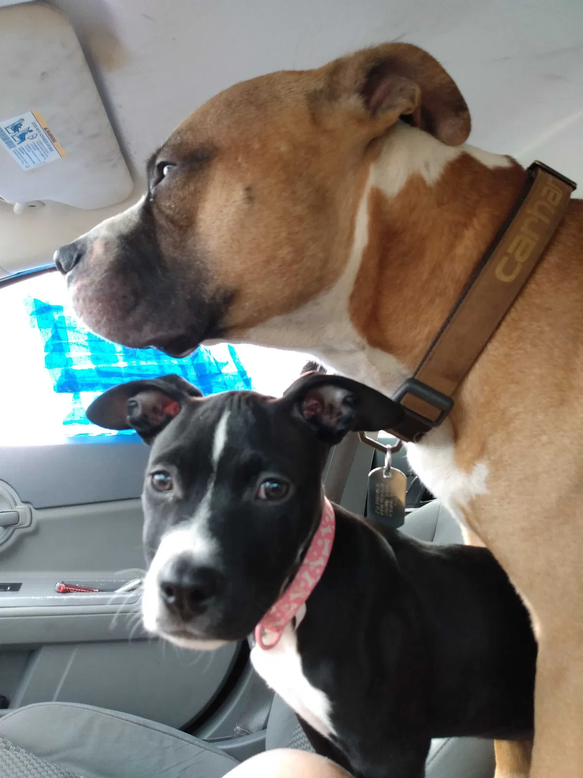 Lost dog in Menasha, WI, 54952