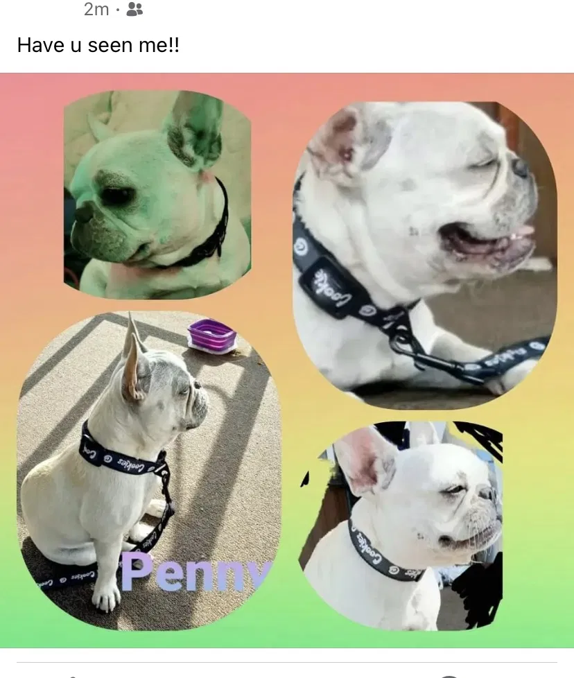 Lost dog in Sylmar, CA, 91342