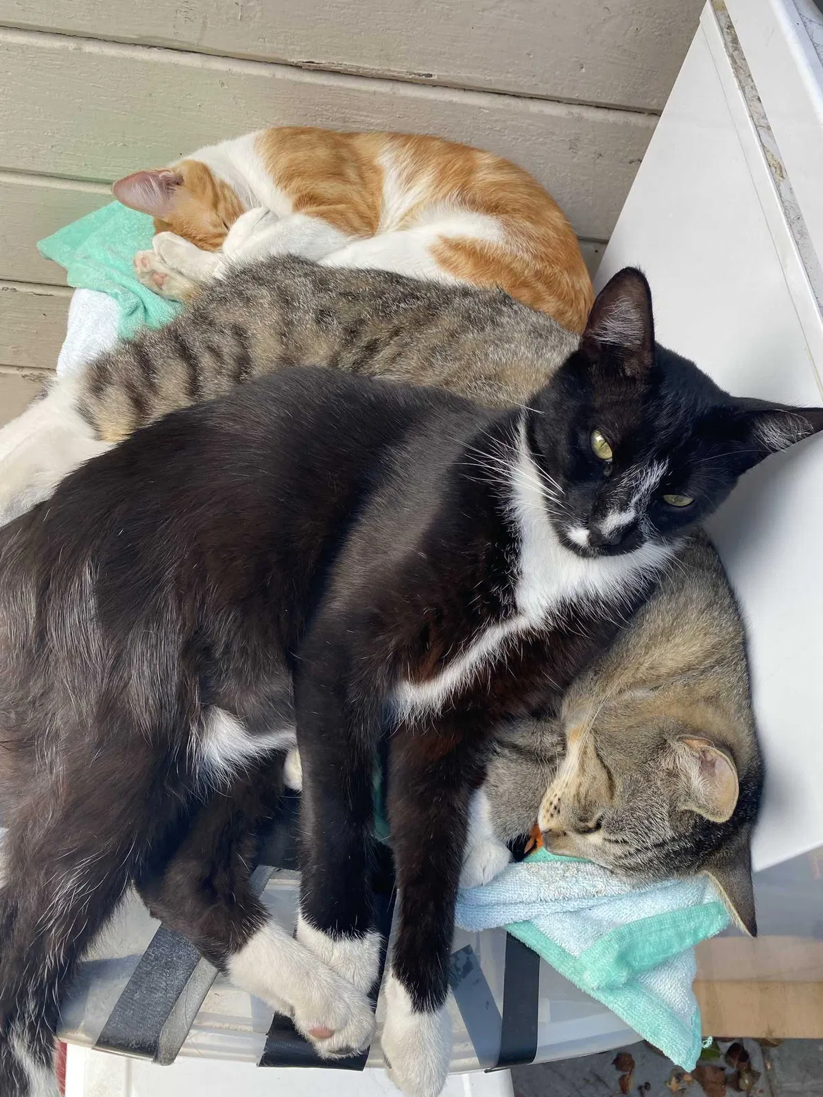 Lost cat in Watsonville, CA, 95076