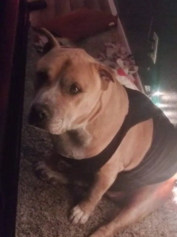 Lost dog in Albuquerque, NM, 87121