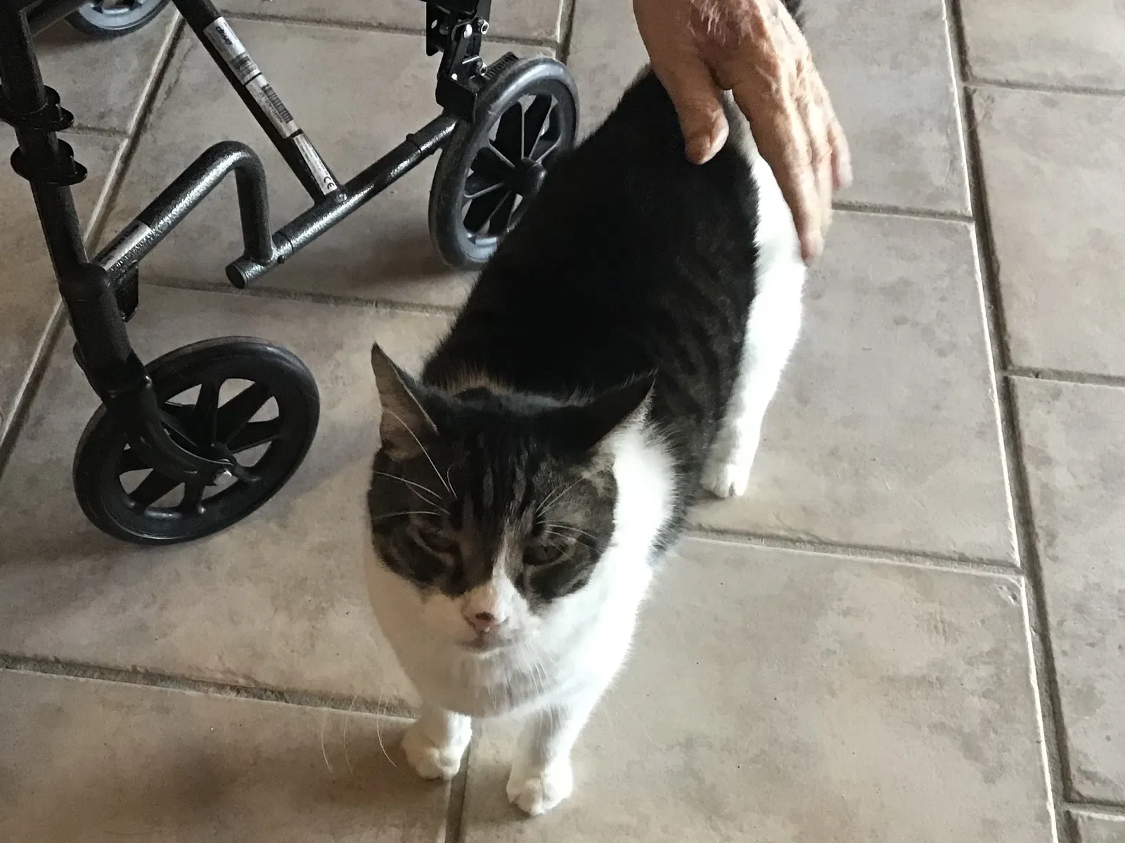 Lost cat in Scottsdale, AZ, 85260