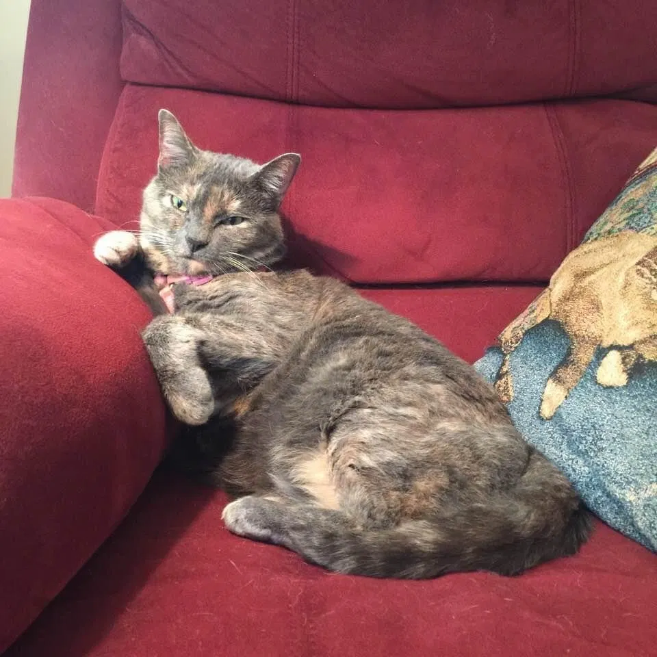 Lost cat in Sterling, VA, 20166