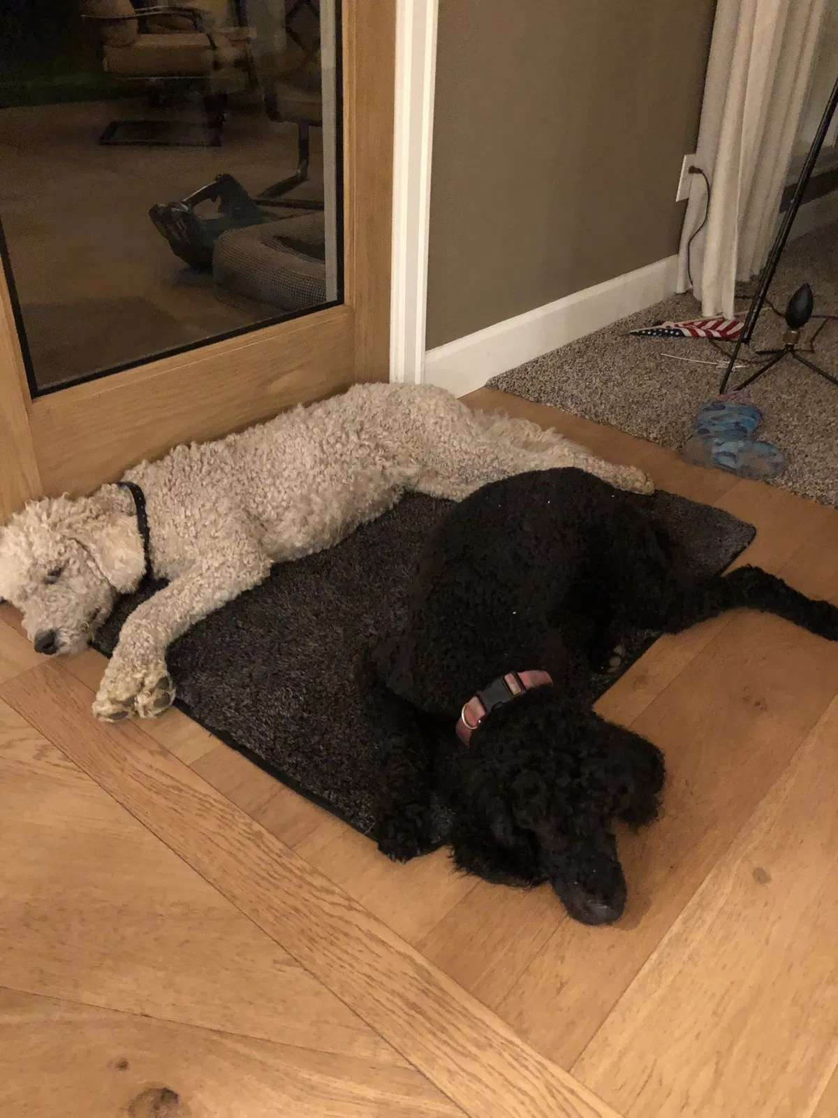 Lost dog in Battle Ground, WA, 98604