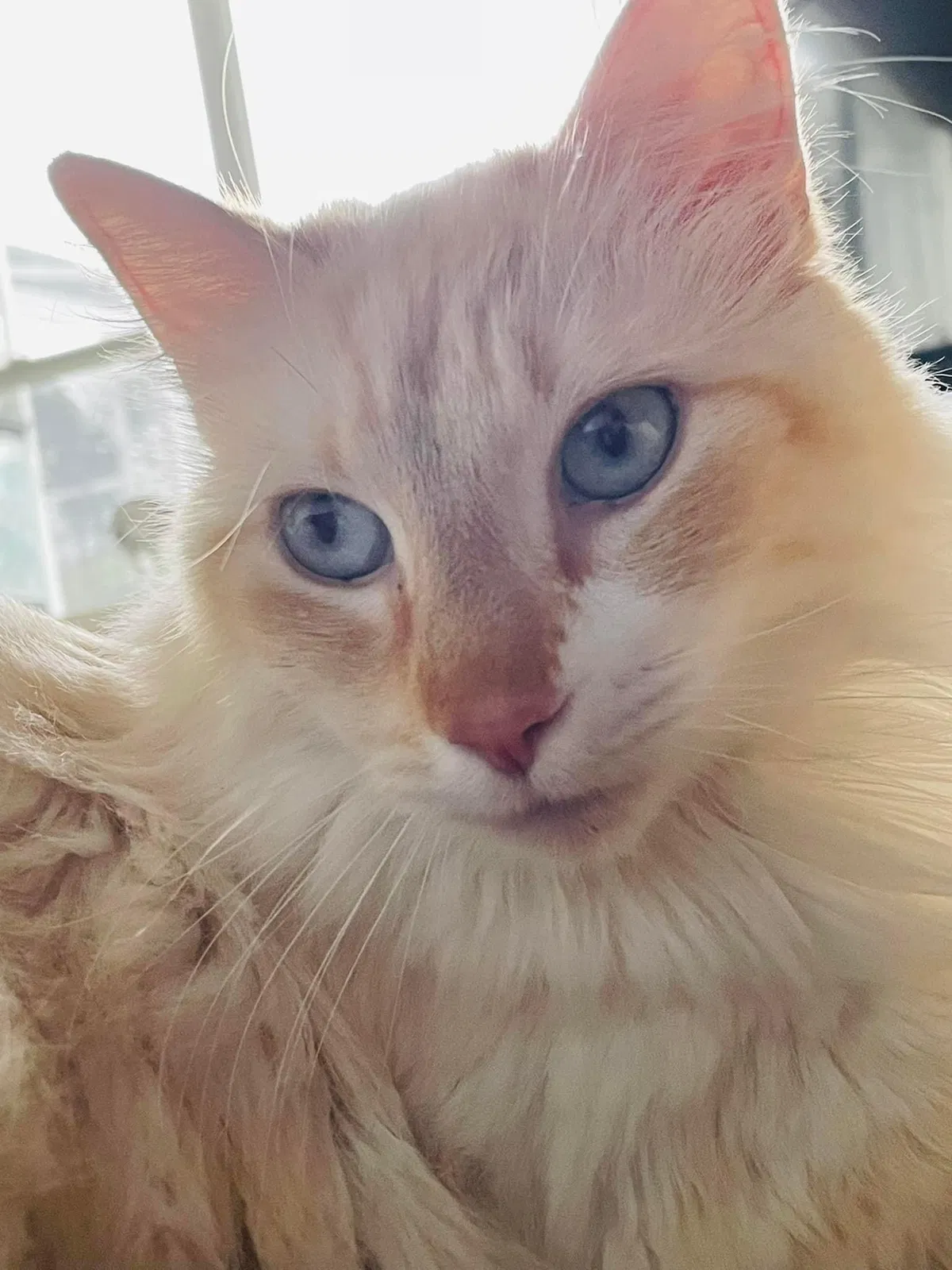 Lost cat in Port Orange, FL, 32128