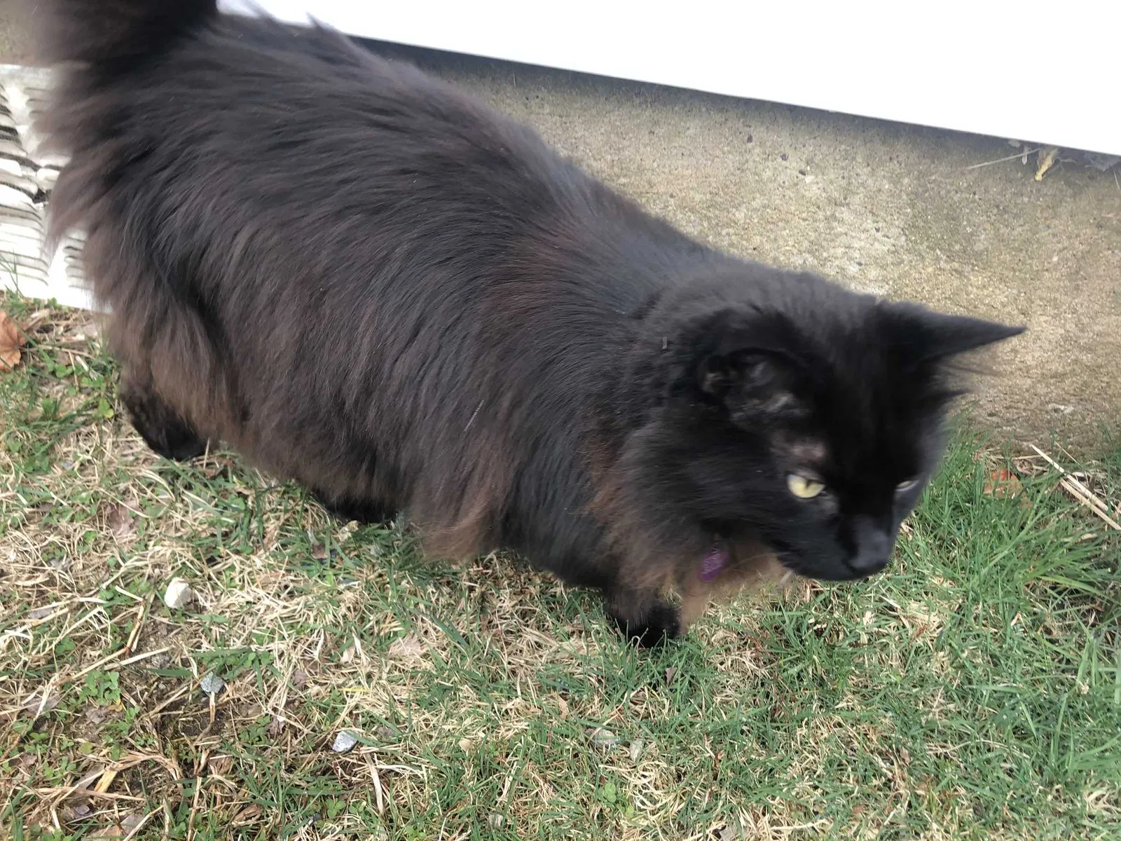 Lost cat in Shelton, CT, 6484