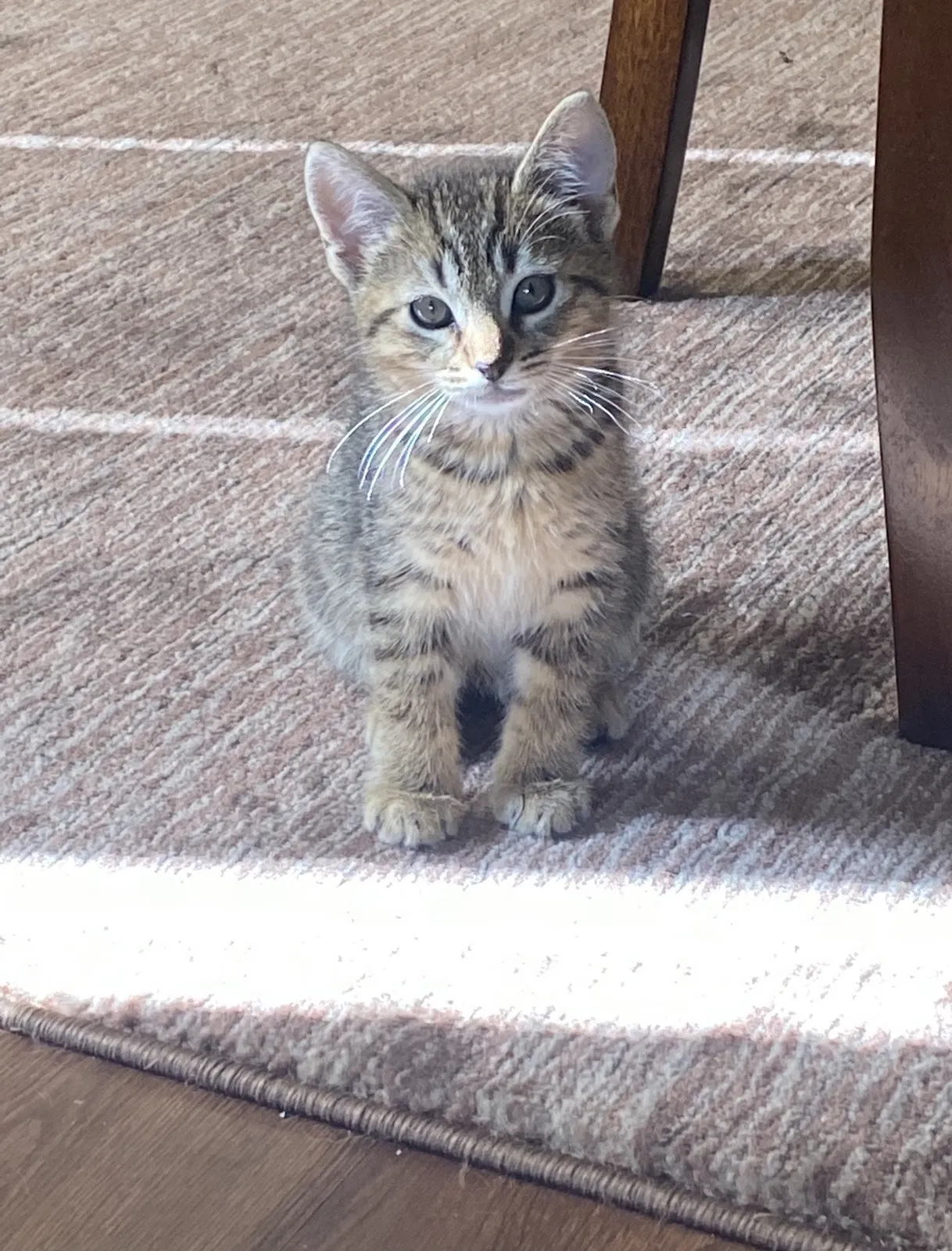 Lost cat in Stockton, CA, 95219