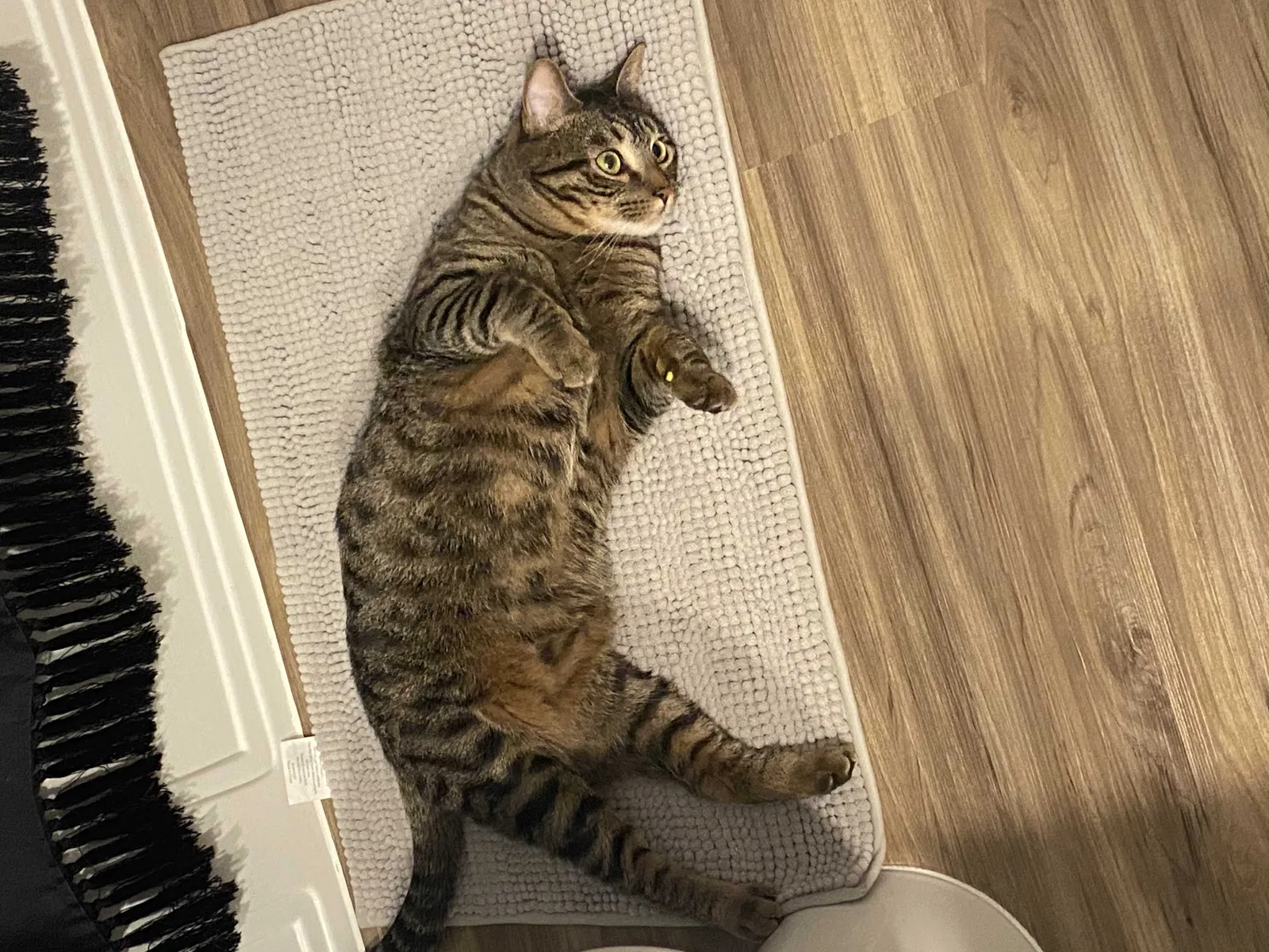 Lost cat in Hutto, TX, 78634