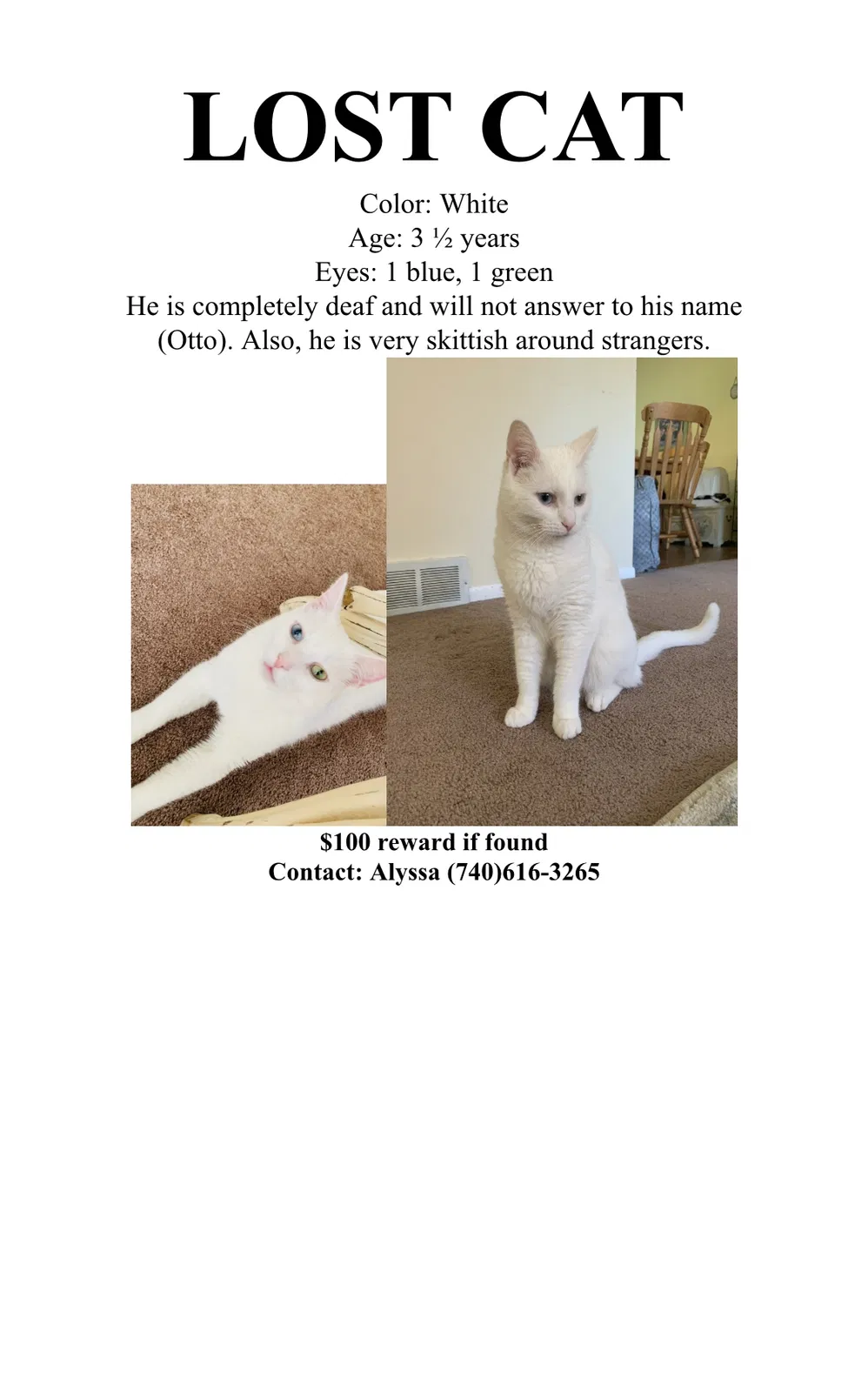 Lost cat in Johnstown, OH, 43031
