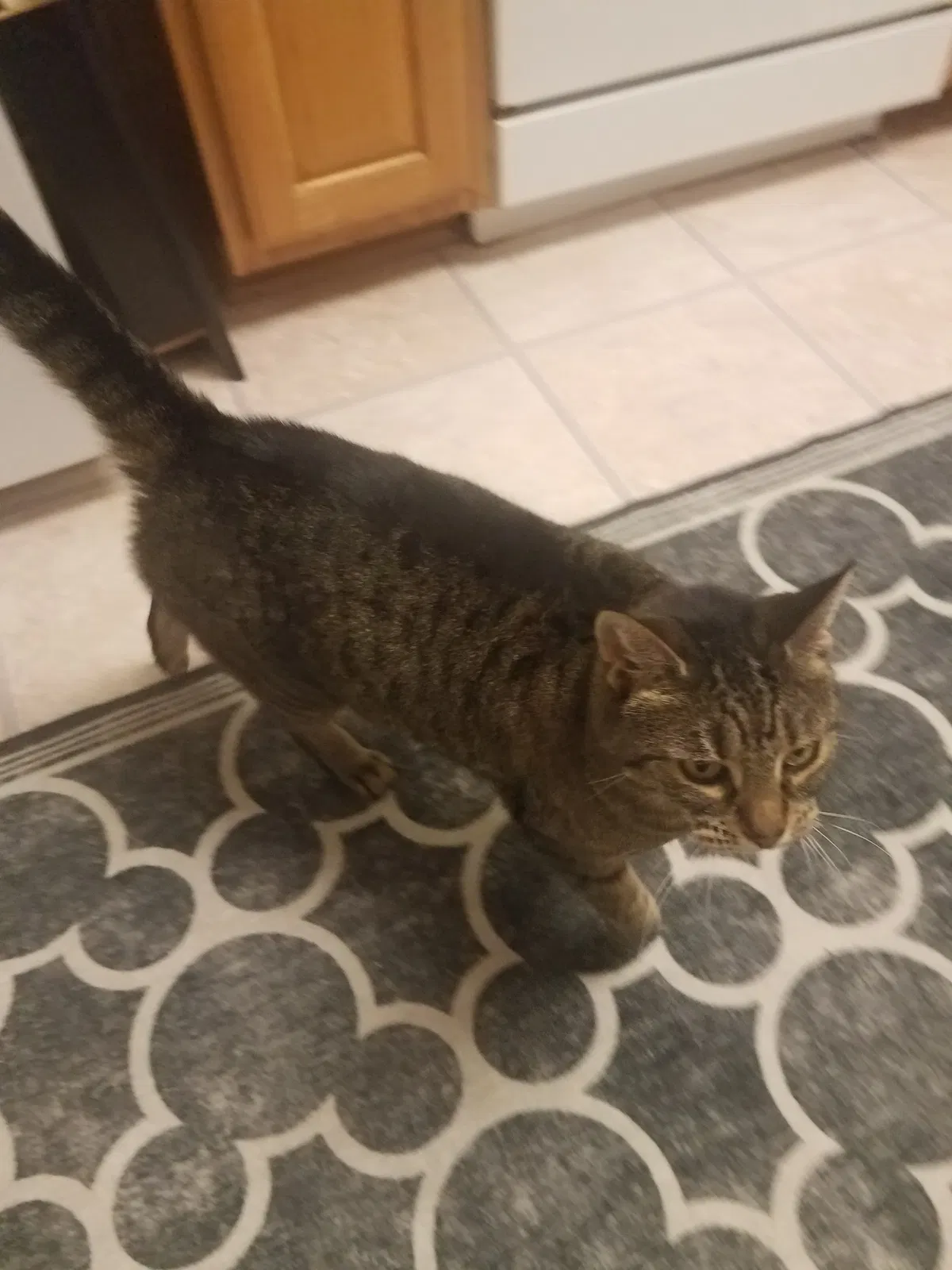 Lost cat in Goldsboro, NC, 27534
