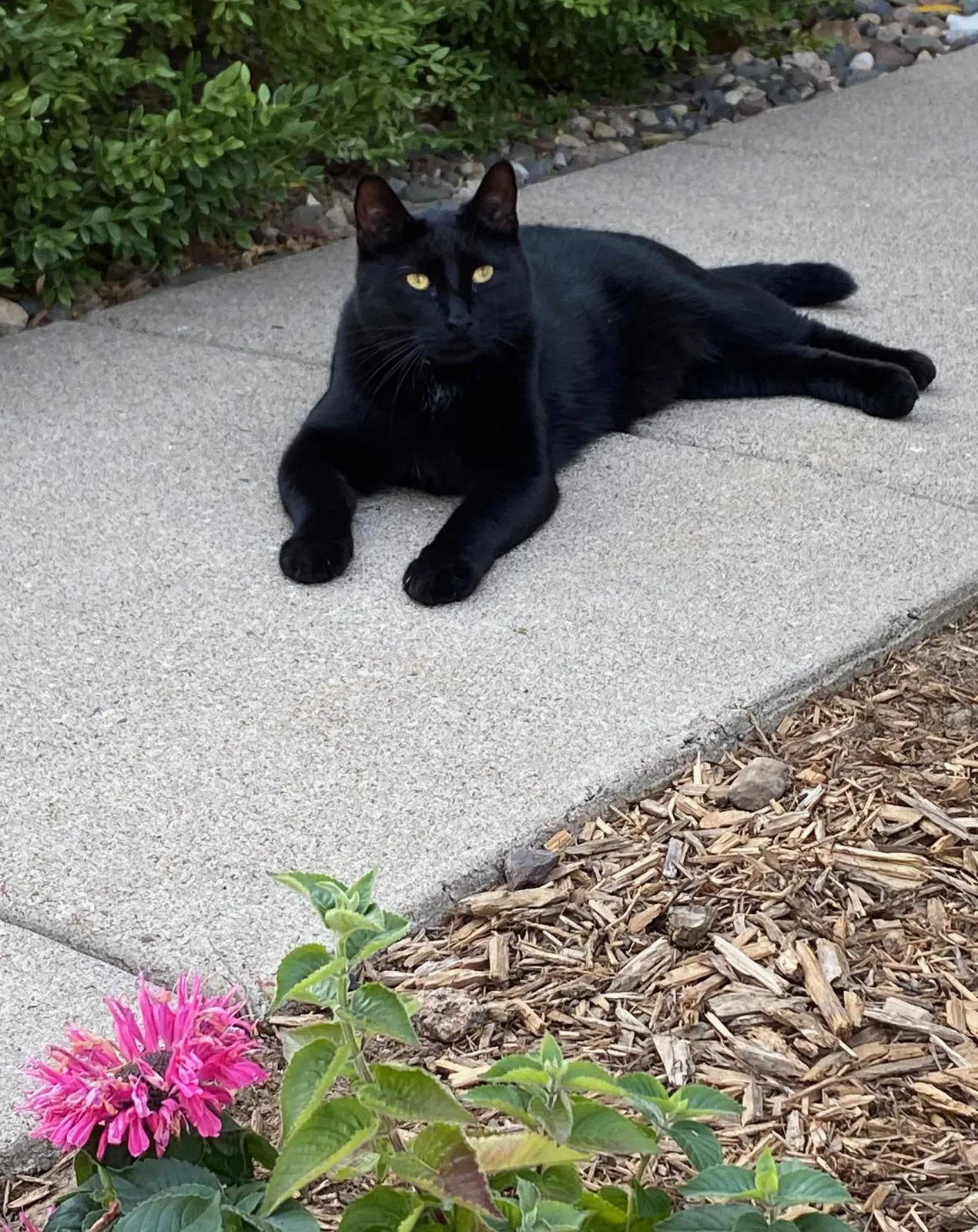 Lost cat in Saint Paul, MN, 55129