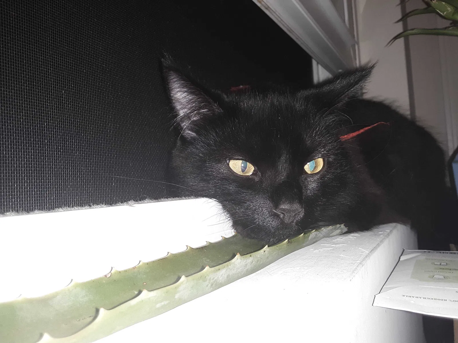 Lost cat in Lillington, NC, 27546