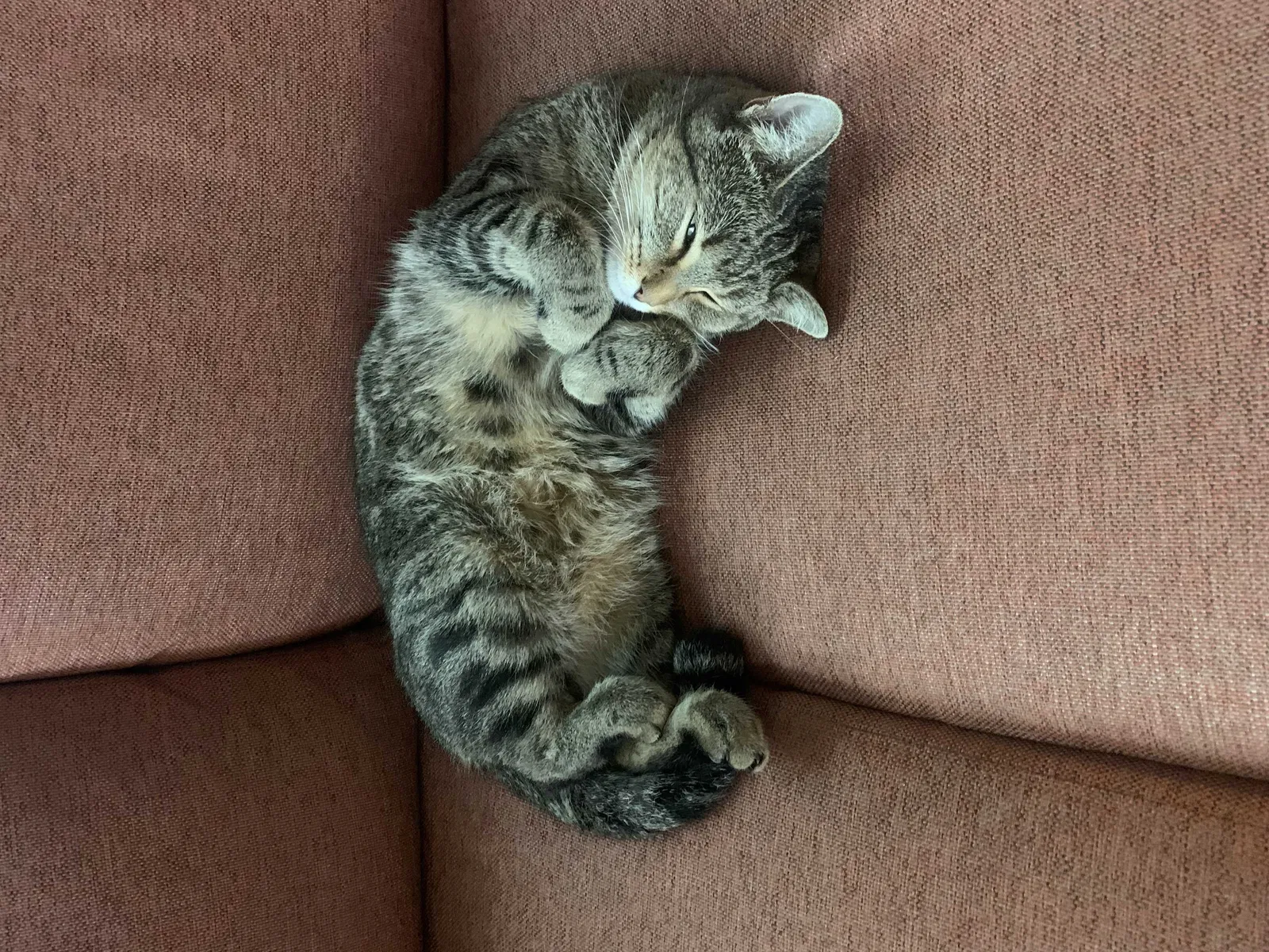 Lost cat in Denver, CO, 80219