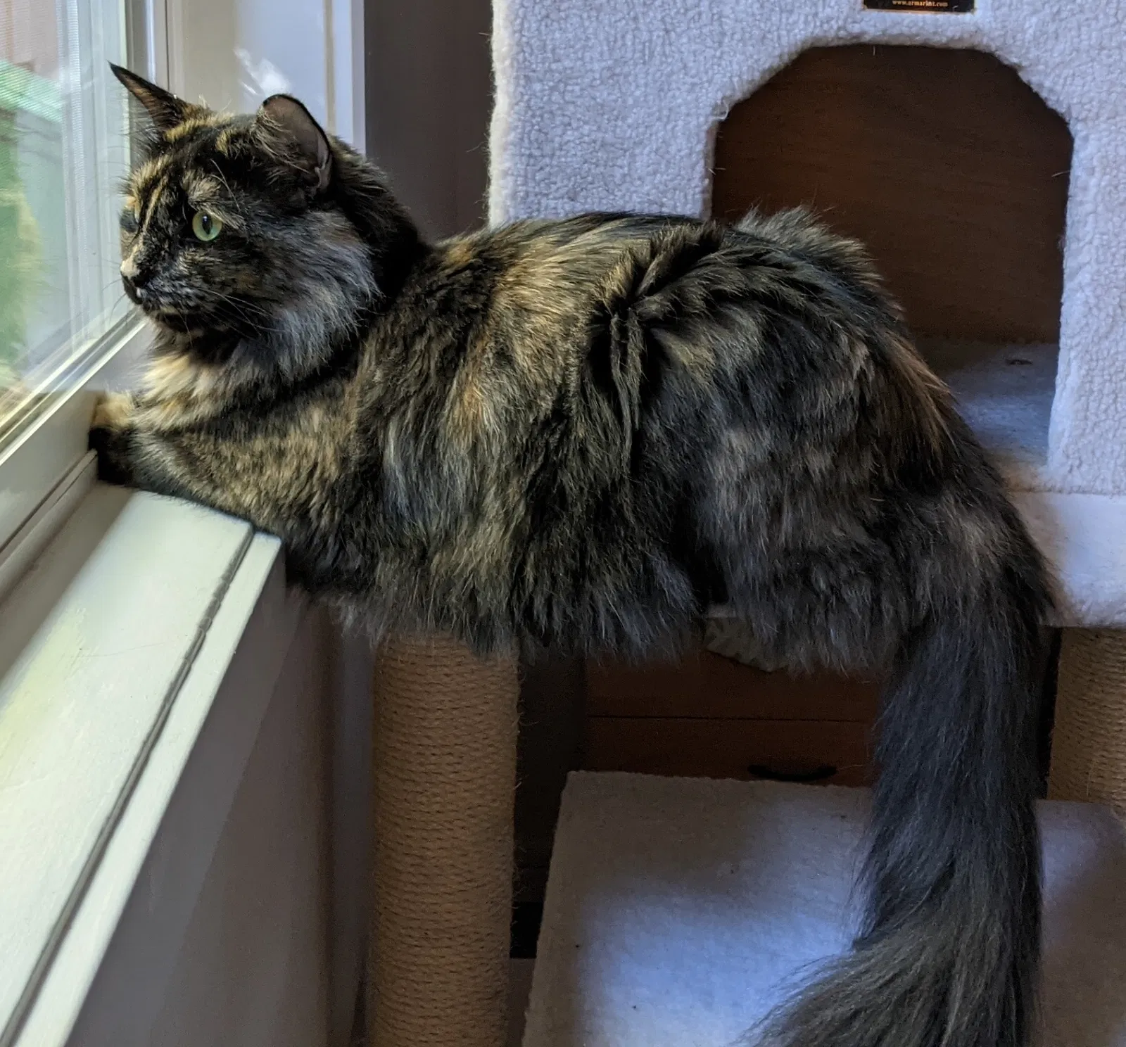 Lost cat in Portland, OR, 97223