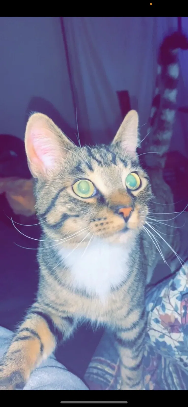 Lost cat in Spring Valley, CA, 91978