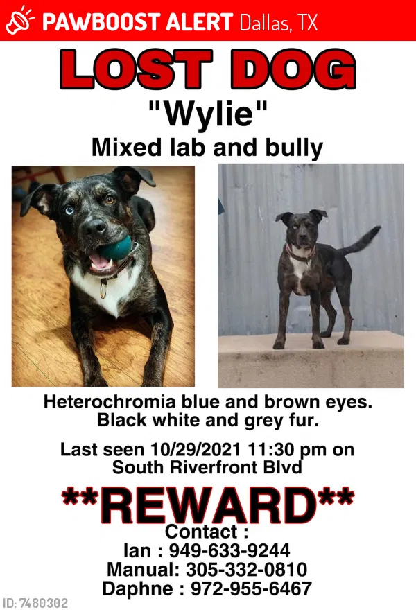 Lost dog in Dallas, TX, 75204