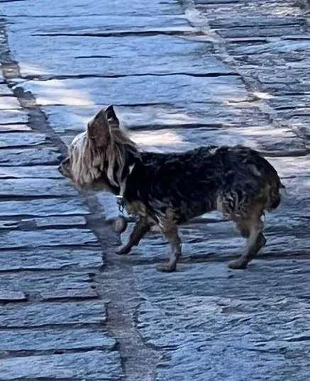 Lost dog in Magnolia, TX, 77354