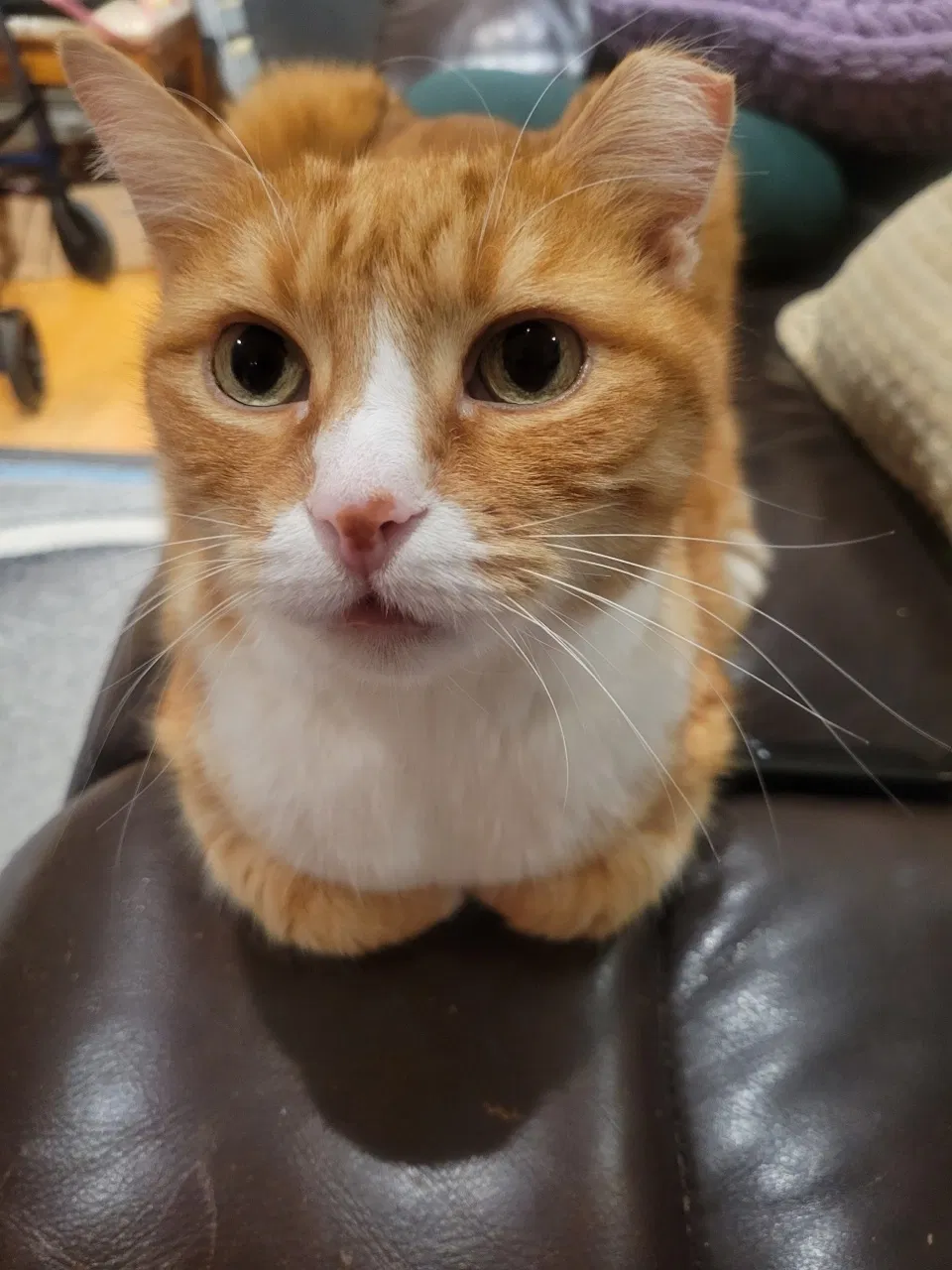 Lost cat in Bronx, NY, 10473