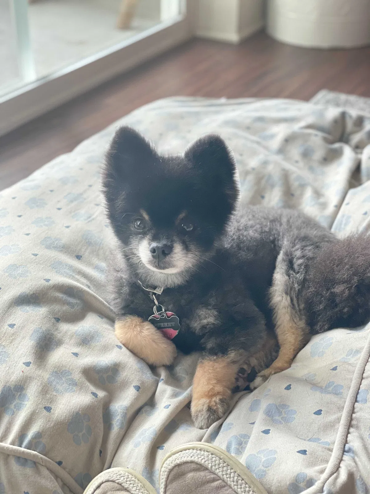 Lost dog in Fort Lee, VA, 23801