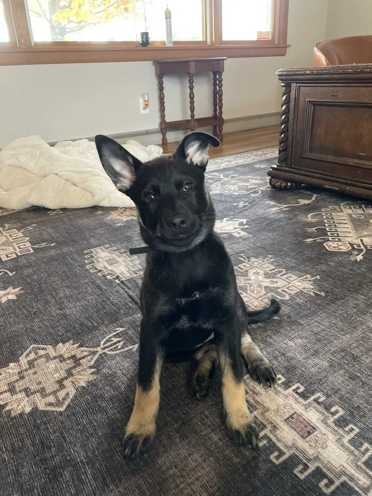 Lost dog in Hamilton, OH, 45013