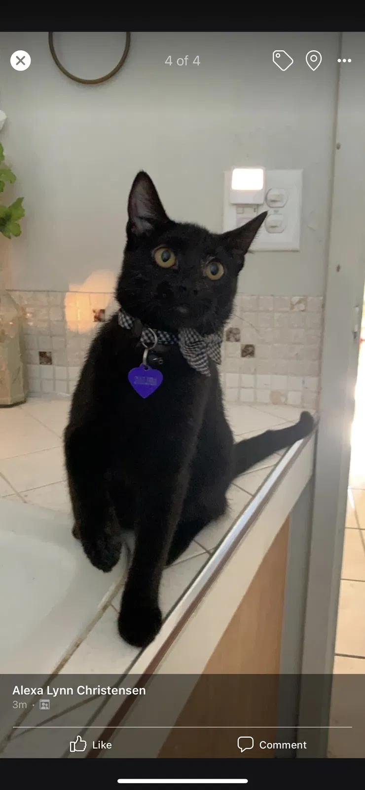 Lost cat in Sandy, UT, 84094