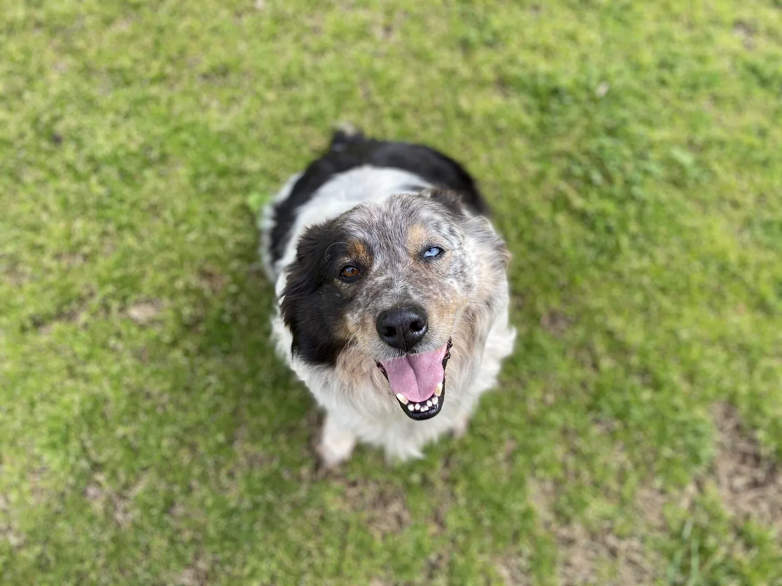 Lost dog in Madison, GA, 30650