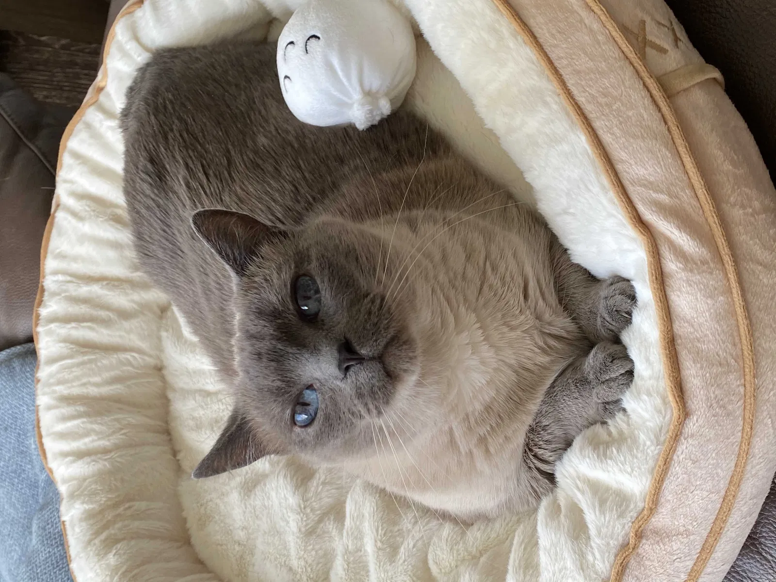 Lost cat in Studio City, CA, 91604