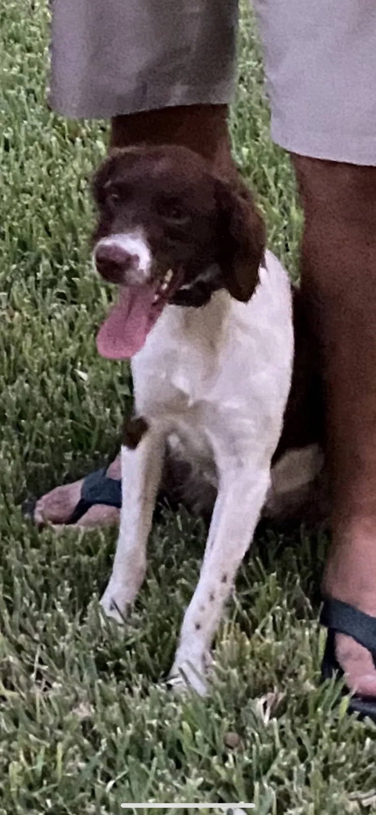 Lost dog in Donna, TX, 78537