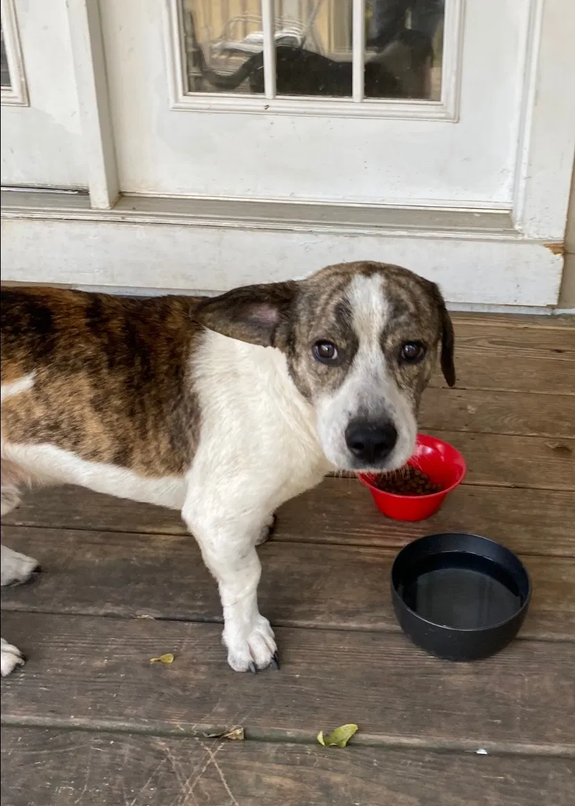Lost dog in Jackson, MS, 39206