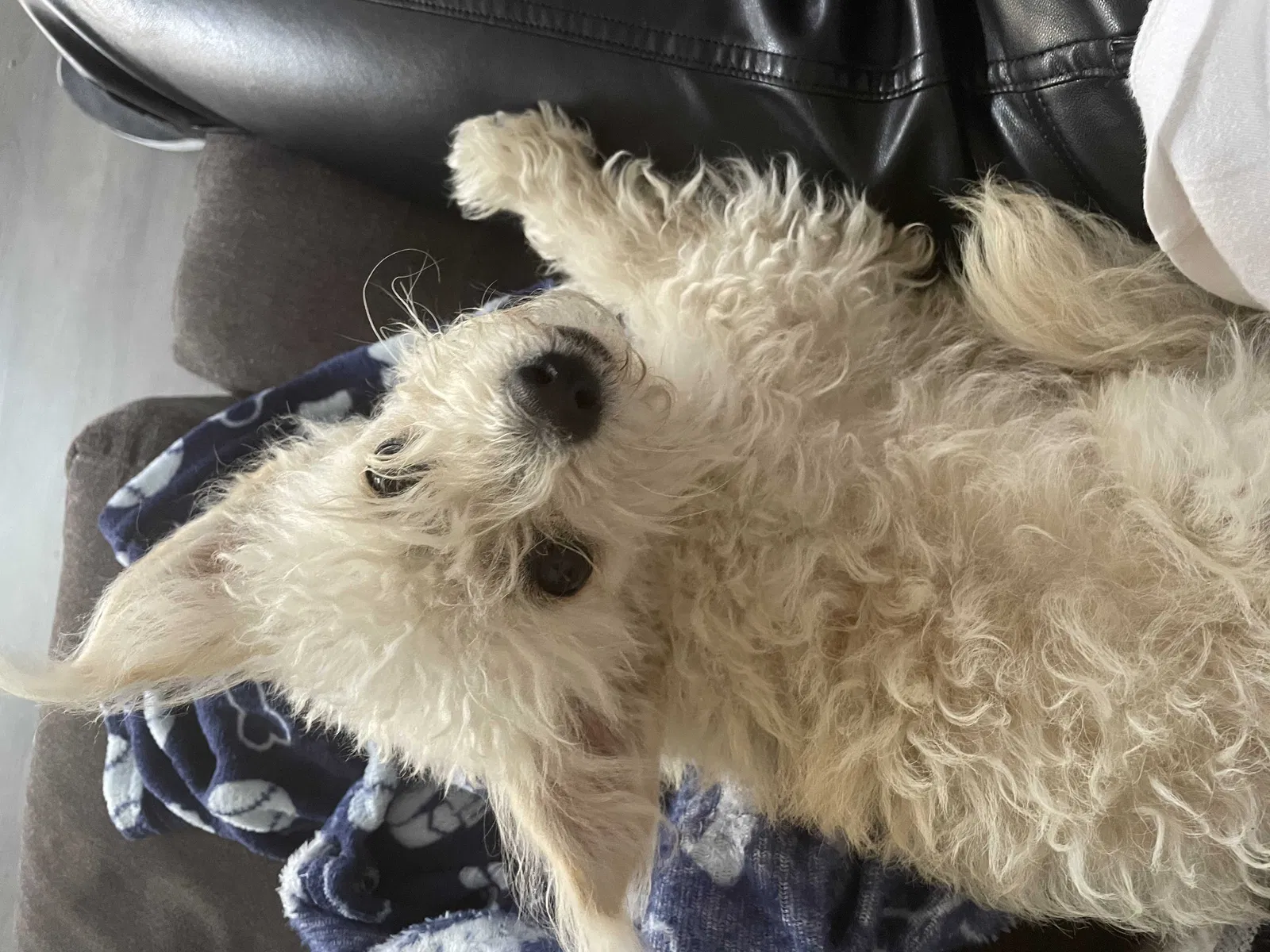 Lost dog in Los Angeles, CA, 90011