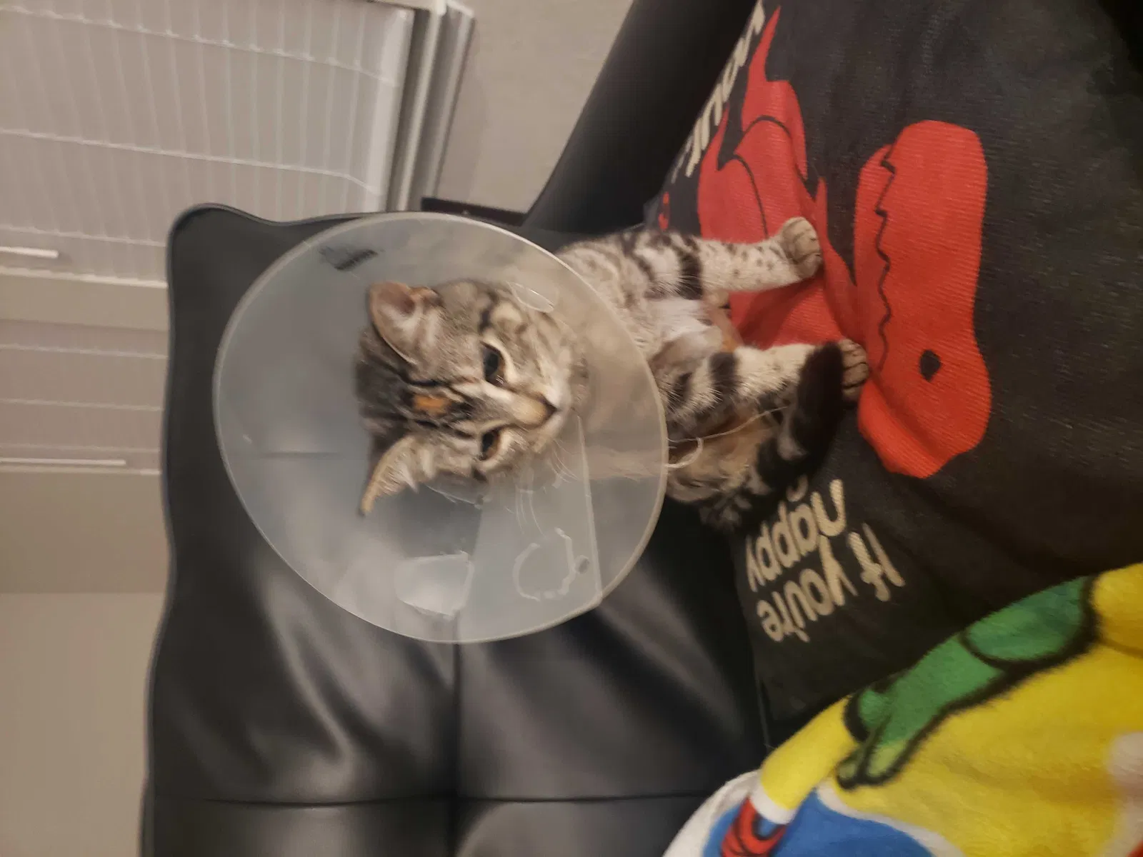 Lost cat in New Braunfels, TX, 78130