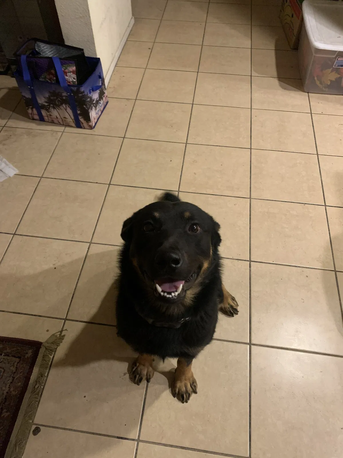 Lost dog in Perris, CA, 92571