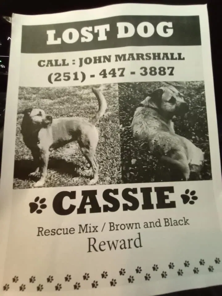 Lost dog in Daphne, AL, 36526