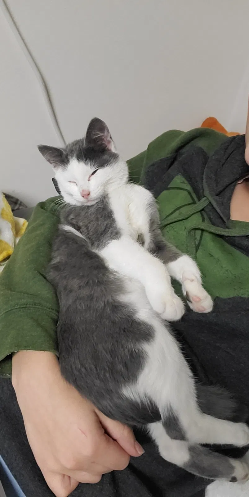 Lost cat in Kalispell, MT, 59901
