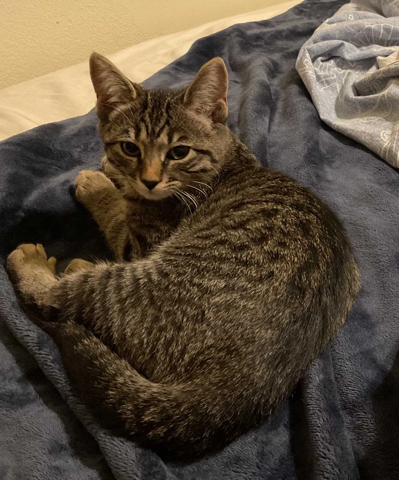 Lost cat in Corona, CA, 92883
