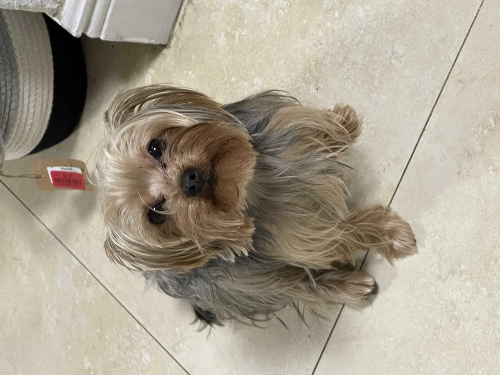 Lost dog in Miami, FL, 33128