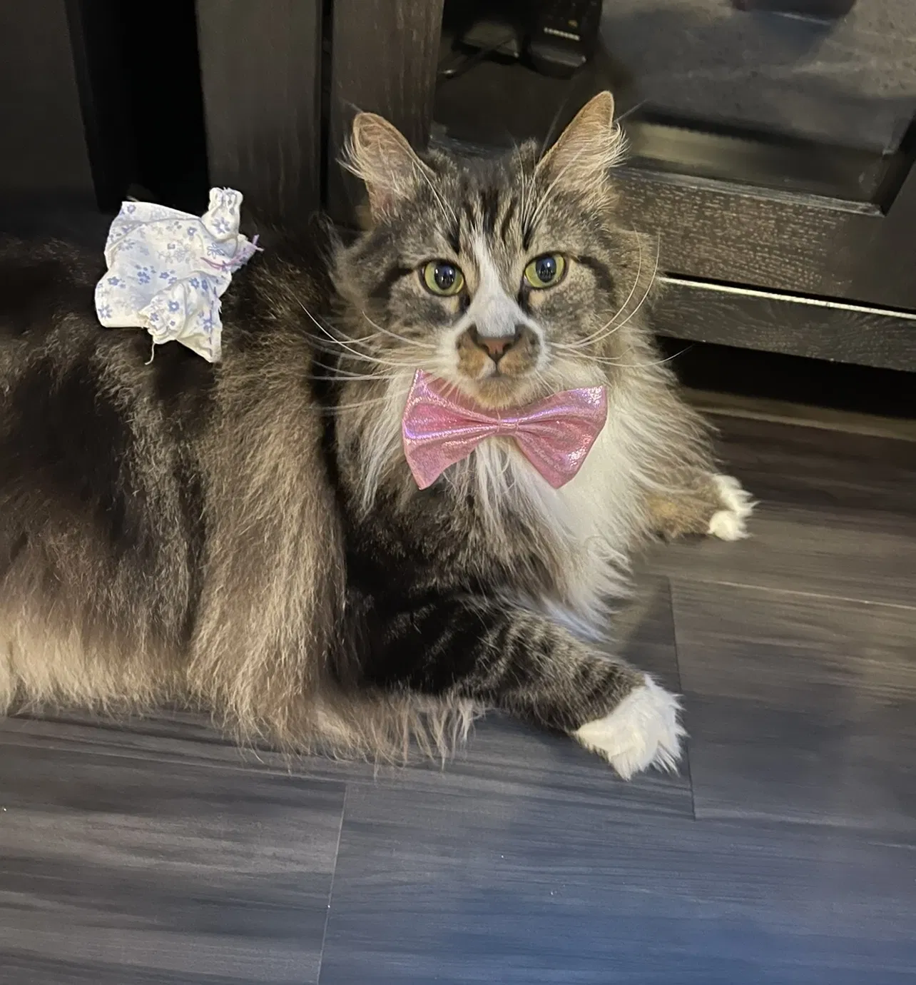 Lost cat in San Antonio, TX, 78214