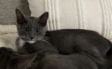 Lost cat in Kirkland, WA, 98034