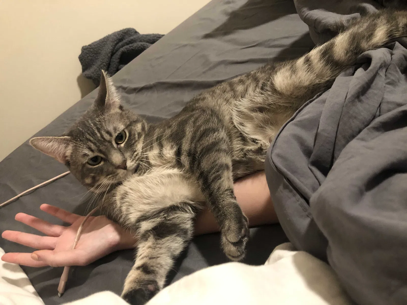 Lost cat in Alpharetta, GA, 30005