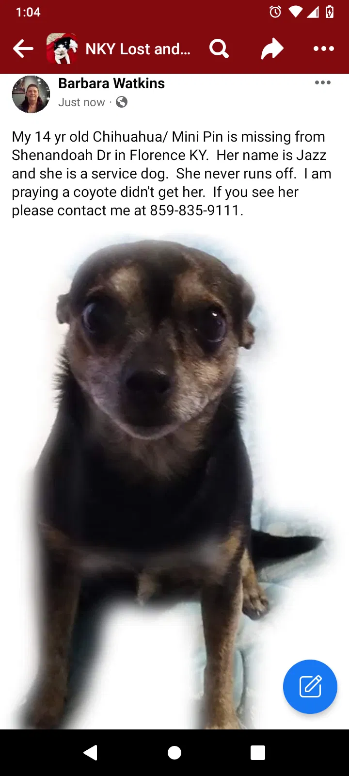 Lost dog in Florence, KY, 41042