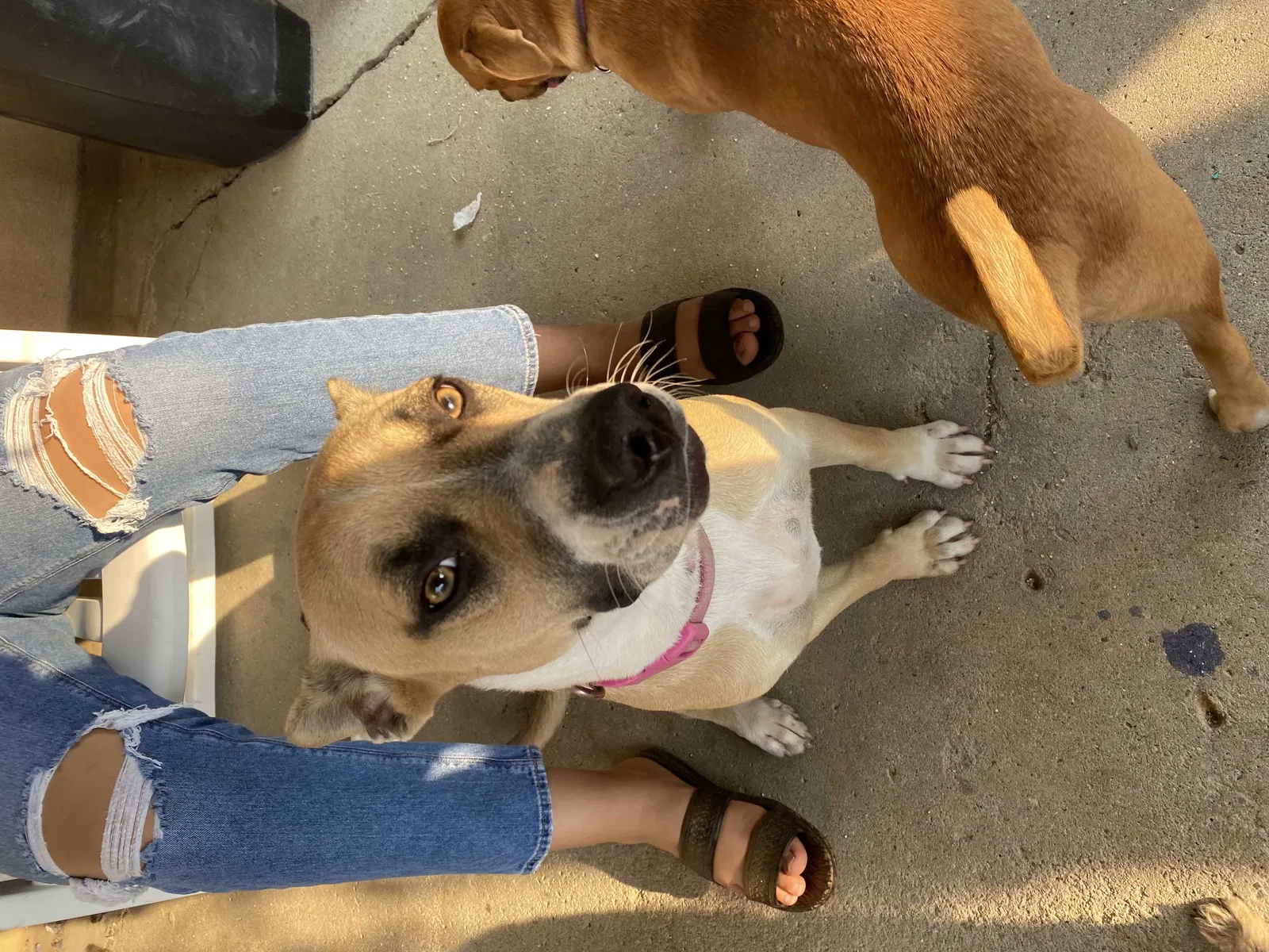 Lost dog in Bakersfield, CA, 93306