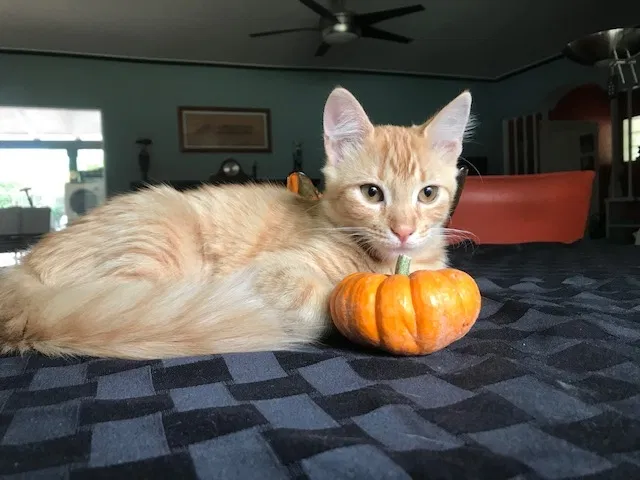Lost cat in Phoenix, AZ, 85007