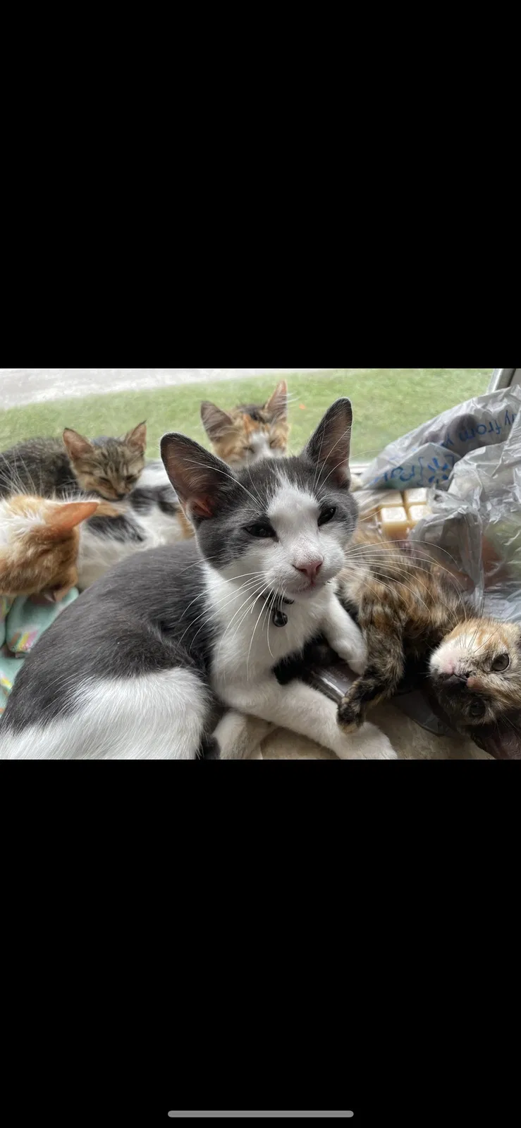 Lost cat in Seffner, FL, 33584