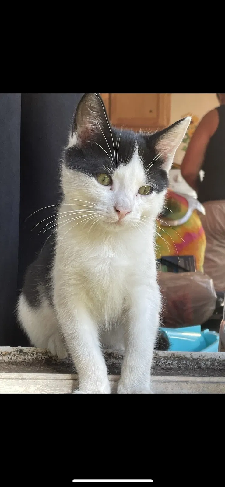 Lost cat in Seffner, FL, 33584