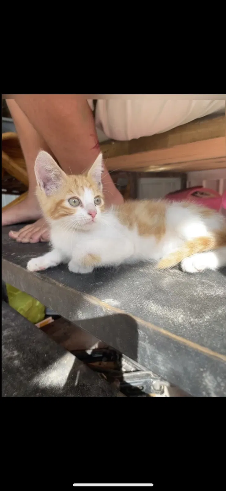 Lost cat in Seffner, FL, 33584