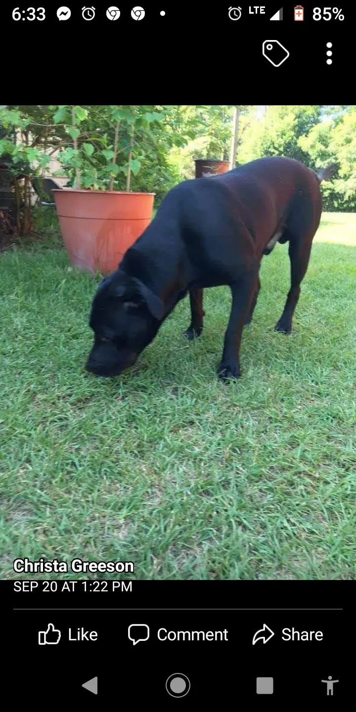 Lost dog in Phenix City, AL, 36870