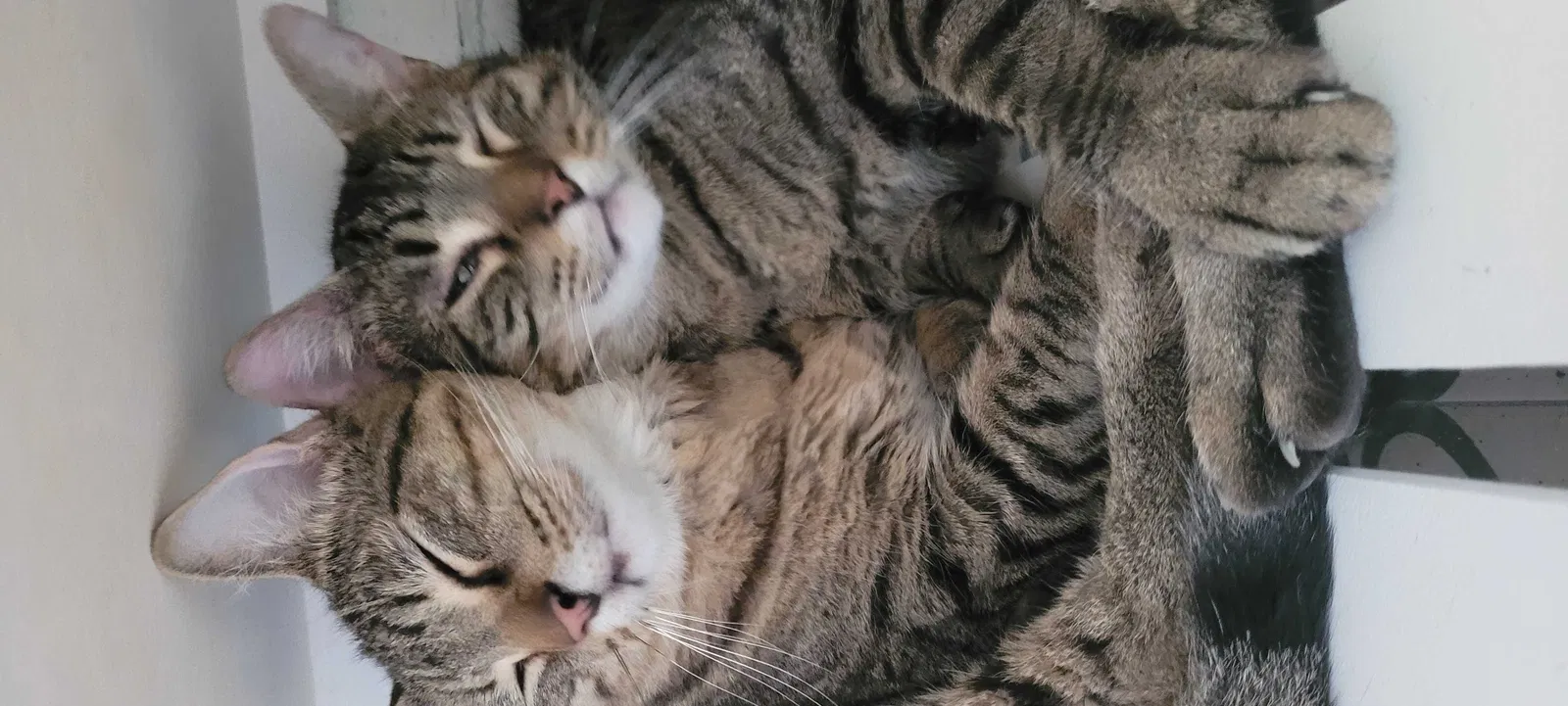 Lost cat in Harlingen, TX, 78550