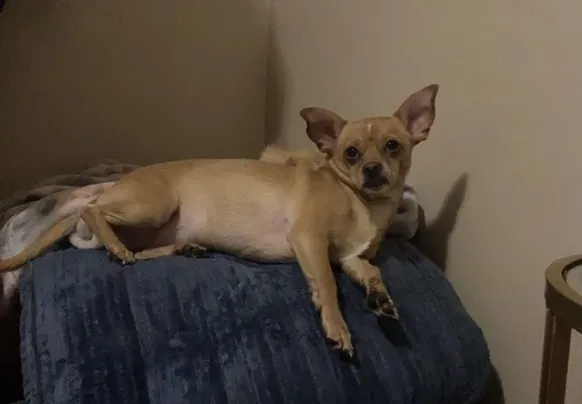 Lost dog in Sandy, UT, 84070
