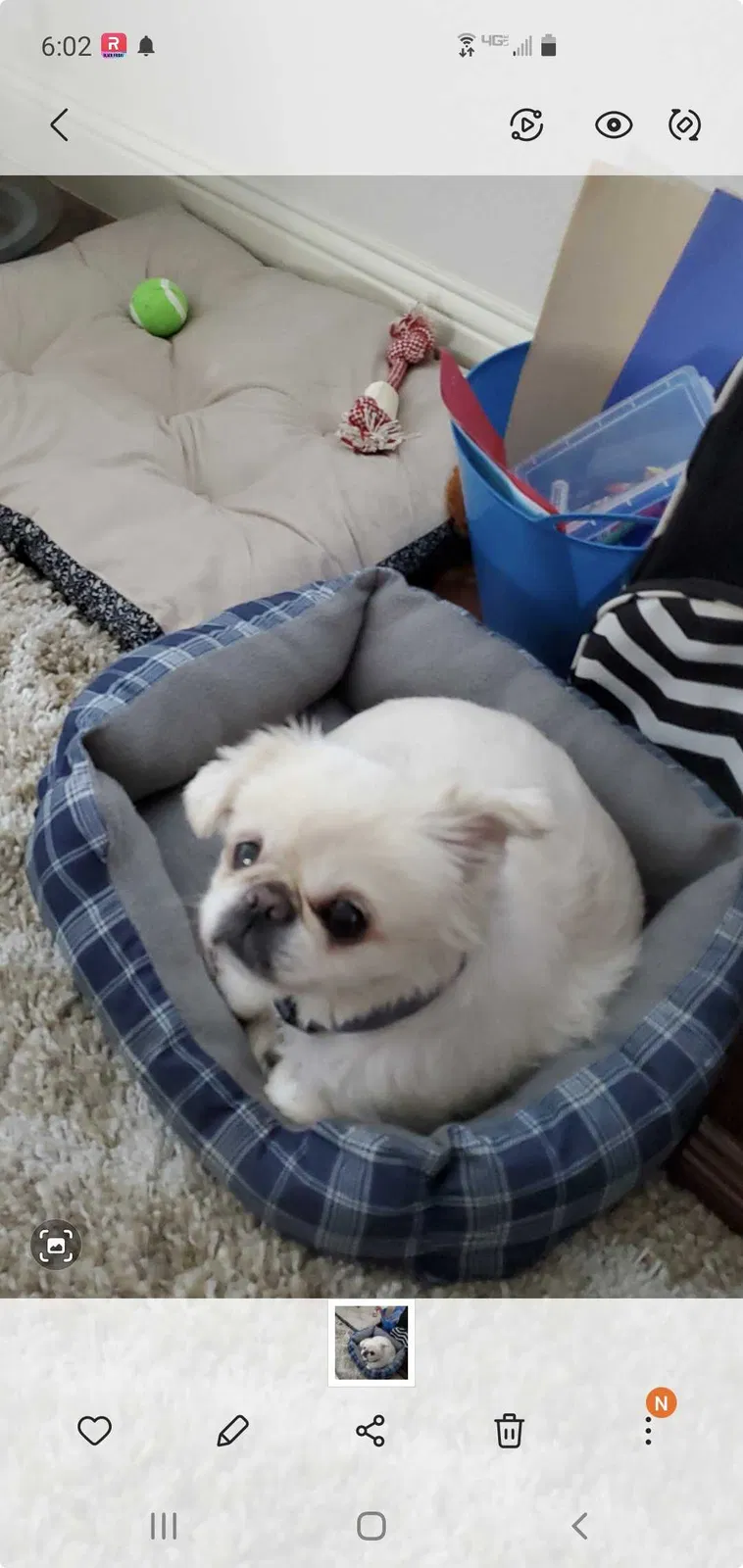 Lost dog in Ector, TX, 75439