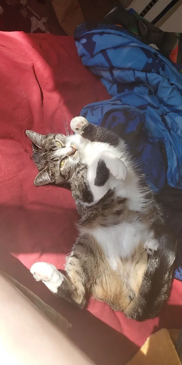 Lost cat in Grass Valley, CA, 95945